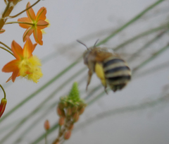 Amegilla garrula