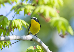 Ficedula zanthopygia