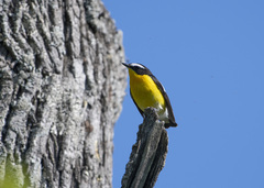 Ficedula zanthopygia