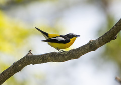 Ficedula zanthopygia