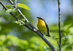 Ficedula zanthopygia