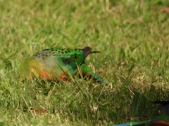 Platycercus icterotis