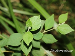 Styrax formosanus