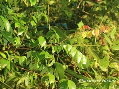 Averrhoa carambola