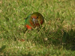 Platycercus icterotis
