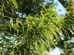 Dracaena angustifolia