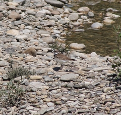 Charadrius dubius curonicus