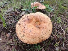 Lactarius deliciosus
