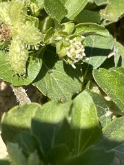 Acanthospermum australe