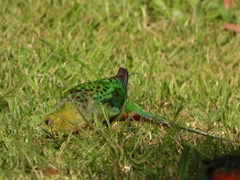 Platycercus icterotis