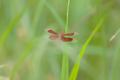 Neurothemis stigmatizans