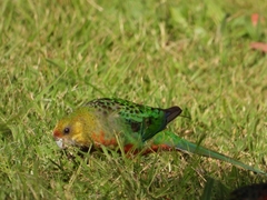 Platycercus icterotis