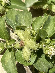 Acanthospermum australe