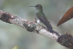 Haplophaedia aureliae