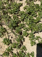 Acanthospermum australe