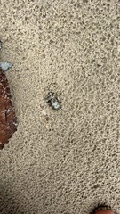 Acanthochitona garnoti