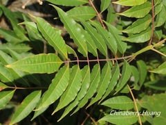 Tetradium glabrifolium
