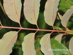 Tetradium glabrifolium