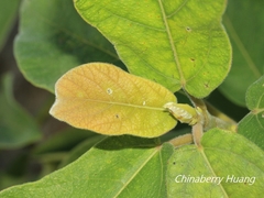 Ficus erecta beecheyana