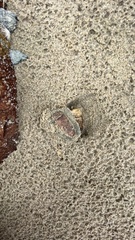 Acanthochitona garnoti