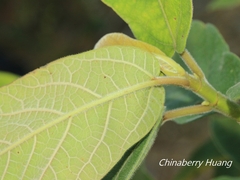 Ficus erecta beecheyana