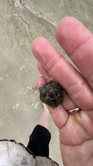 Acanthochitona garnoti