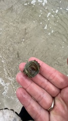 Acanthochitona garnoti