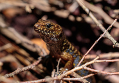 Silvascincus murrayi