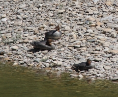 Mergus merganser merganser