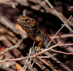 Silvascincus murrayi