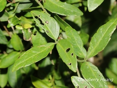 Tetrastigma formosanum