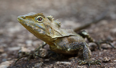 Lophosaurus spinipes