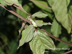Achyranthes