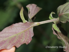 Achyranthes