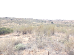 Stipagrostis amabilis