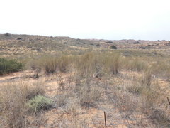 Schmidtia pappophoroides