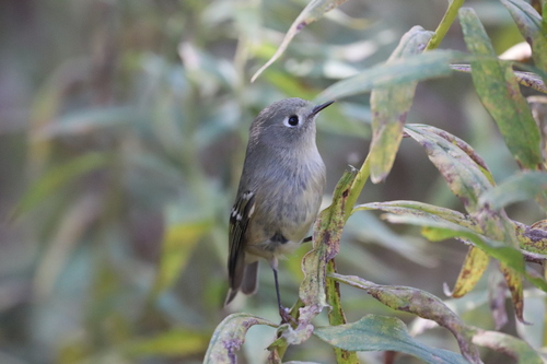 Ruby-crowned Kinglet photographed in Ohio