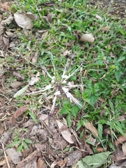 Orthosiphon aristatus