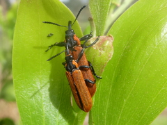 Rhinotia haemoptera