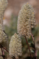 Ptilotus nobilis