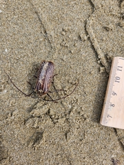 Prionoplus reticularis