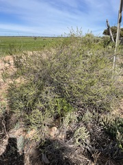 Eremophila weldii