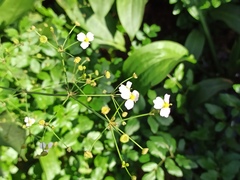Alisma lanceolatum