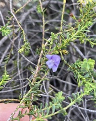 Eremophila weldii