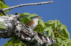 Turdus hortulorum