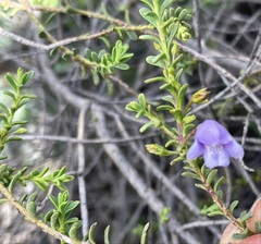 Eremophila weldii
