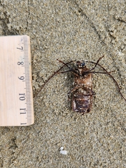 Prionoplus reticularis