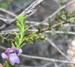 Eremophila weldii