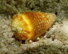 Conus muriculatus