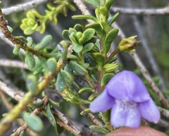Eremophila weldii